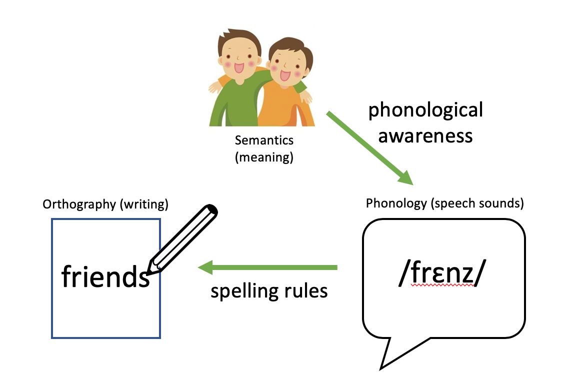 orthographic-surface-dyslexia-it-s-not-just-about-phonology